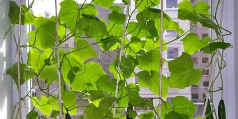 Kako uzgajati krastavce zimi na prozorskoj dasci